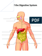 Digestive System