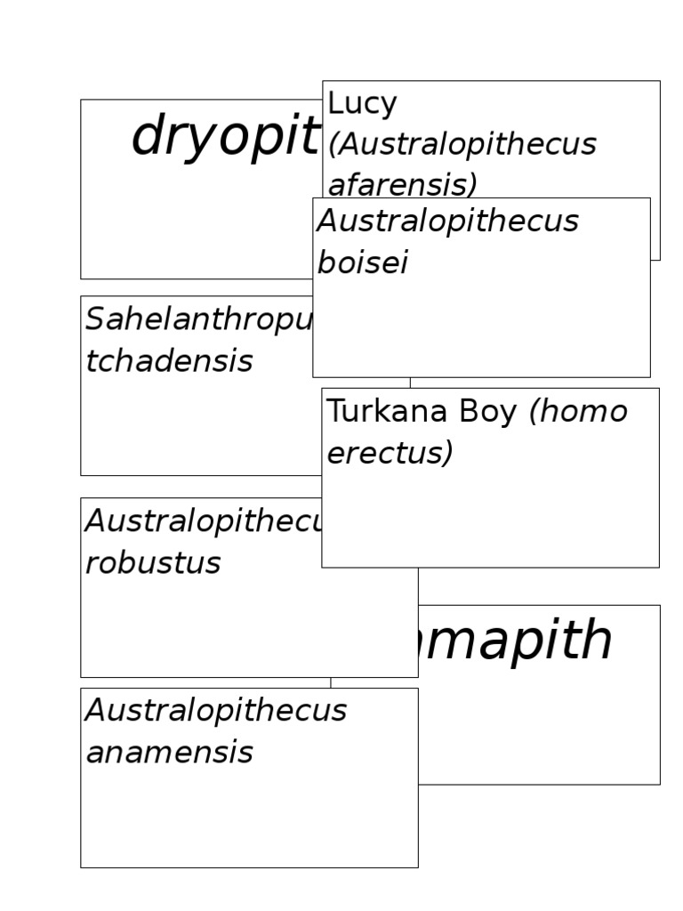 Australopithecus Boisei Overview | PDF