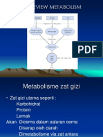 Overview Metabolism