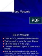 16 Blood Vessels