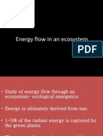 Energy Flow in An Ecosystem