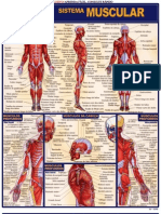 Resumo - Sistema Muscular