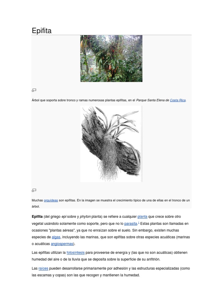 Epifita 1 Ramas De La Botanica Plantas