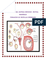 Sistema Nervioso y Vesiculas Cerebrales