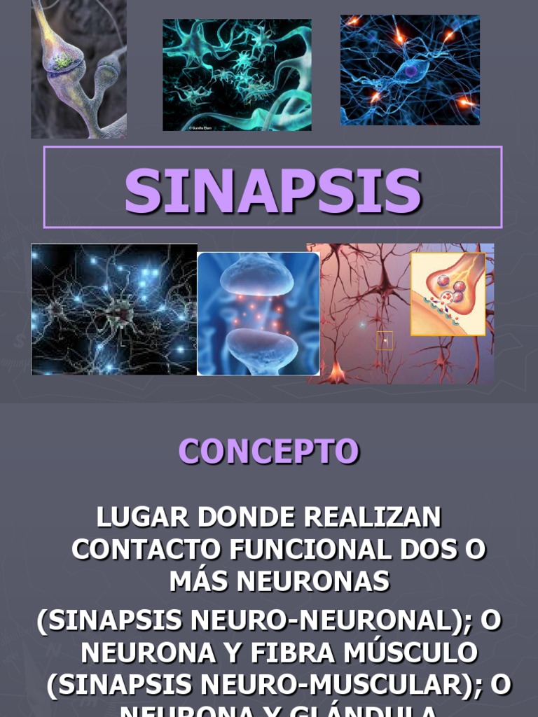 Sinapsis y neurotransmisores en neuronas | PDF | Ciencias sociales ...