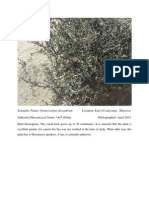Gymnocarpus Decandrum
