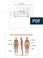 ANATOMY - Muscles of The Human Body
