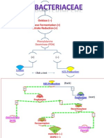 Enterobacter