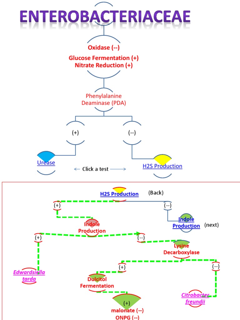Enterobacter | PDF