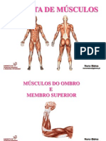Musculos Membro Superior