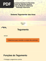 Universidade Estadual do Maranhão-aves