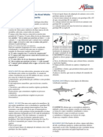 Evolução Dinossauro Nadador 15m Gabarito