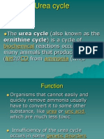 Urea Cycle