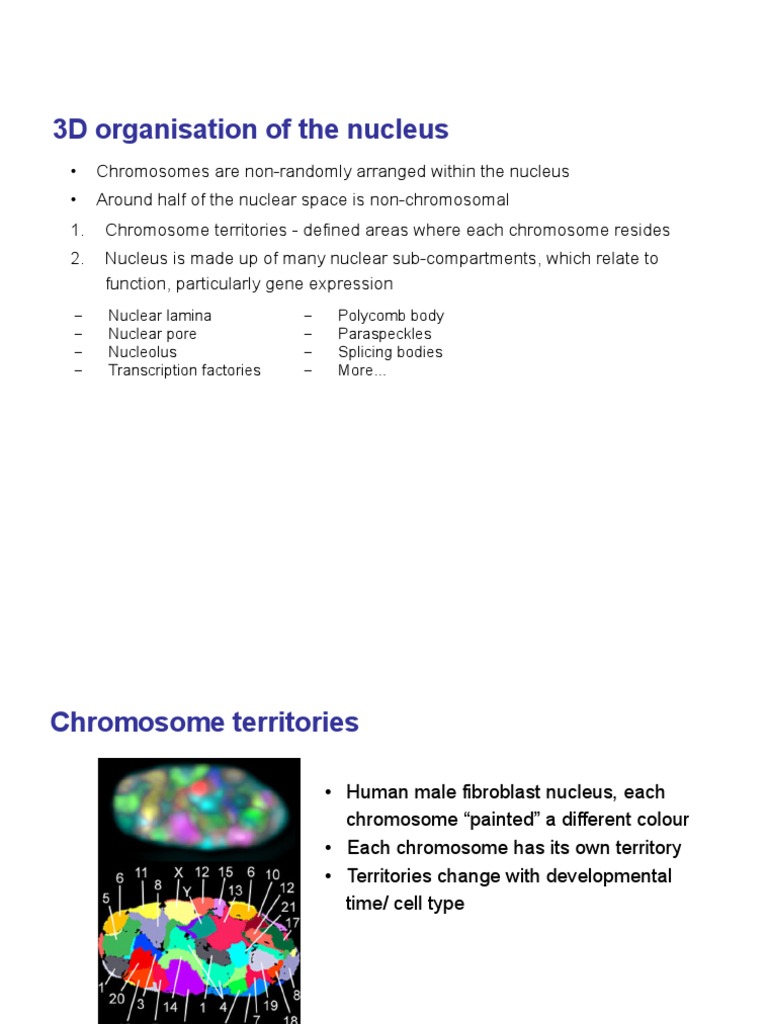 3D Nuclear Organization and Function | PDF | Science & Mathematics