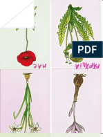 Flori Imagini pentru prescolari, imagini color 