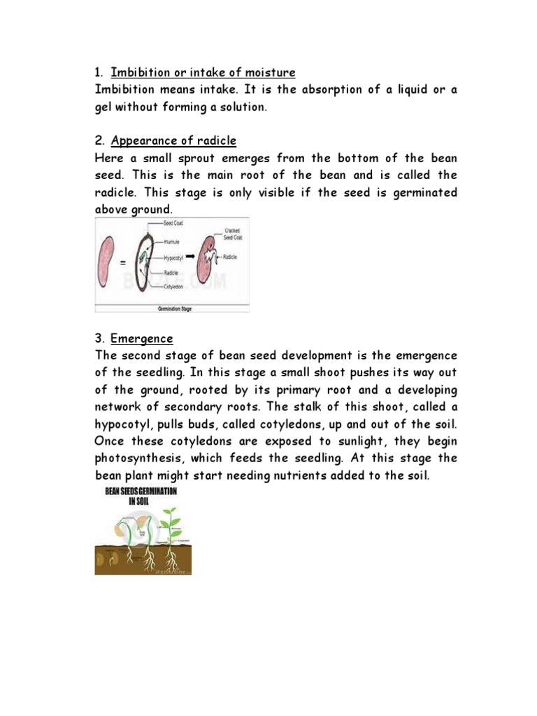 Stages of Bean Seed Germination | PDF | Seedling | Seed