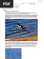 Download Rottnest Island - Banded stilts in Late April by Dr Paul Weaver SN15247650 doc pdf