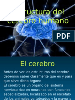 Estructura Del Cerebro Humano