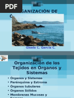 Download ORGANIZACIN DE RGANOS 09 by Estudiantes de Veterinaria Primer ao 2009 SN15281270 doc pdf