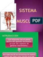 Sistema Muscular