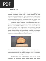 Download Fibroadenoma Mammae by Keithy Dorothy Sirait SN152914601 doc pdf