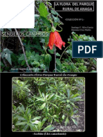 Flora_del_Parque_Rural_de_Anaga. Colección_ nº_1