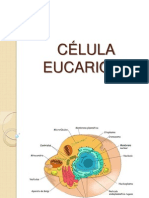 Celula Eucariota Trabajo en Grupo Resumido