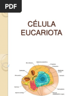 Celula Eucariota Trabajo en Grupo Resumido