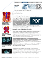 Suprarrenales PDF