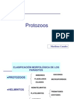 Generalidades Protozoos ParasitologÃ A Basica PDF