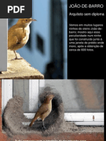 El_Hornero_(O_joão-de-barro)