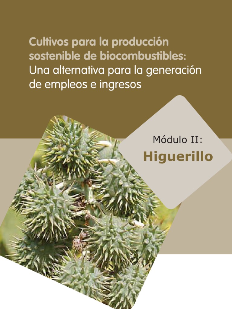 CULTIVO HIGUERILLA