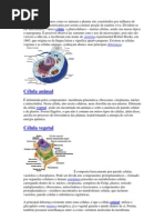 Tanto os seres humanos como os animais e plantas são constituídos por milhares de células