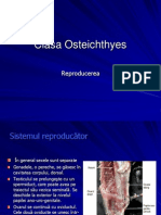 Osteichtyes Reproducere