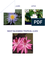 Purple Tropical Lilies Lotus