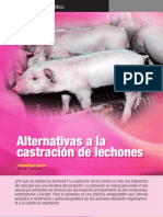 Alternativas A La Castracion en Lechones