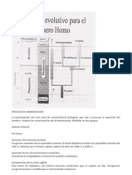 Proceso de Hominización