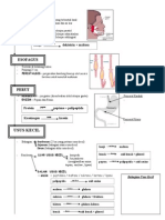 Proses Pencernaan - Ert