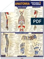 Resumão - Anatomia Profunda e Posterior