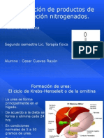 Formación de Productos de Excreción Nitrogenados