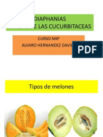 MIP MELON_DIAPHANIA.pdf