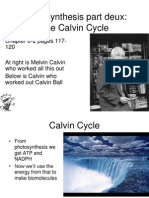 Calvin Cycle