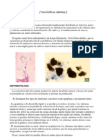 Verticilosis PDF