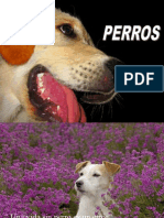 Perros 4