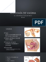 Anatomía de vagina y útero