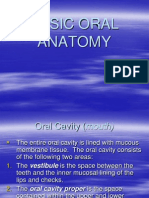 Basic Oral Anatomy