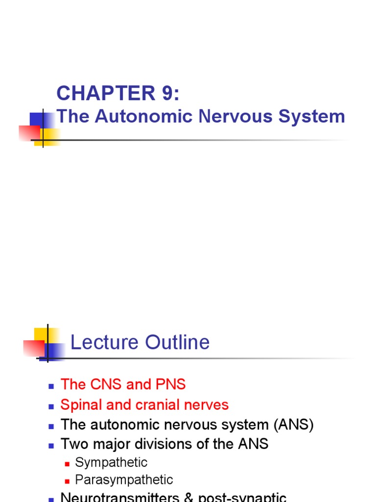 Autonomic Nervous System | PDF | Autonomic Nervous System | Motor Neuron
