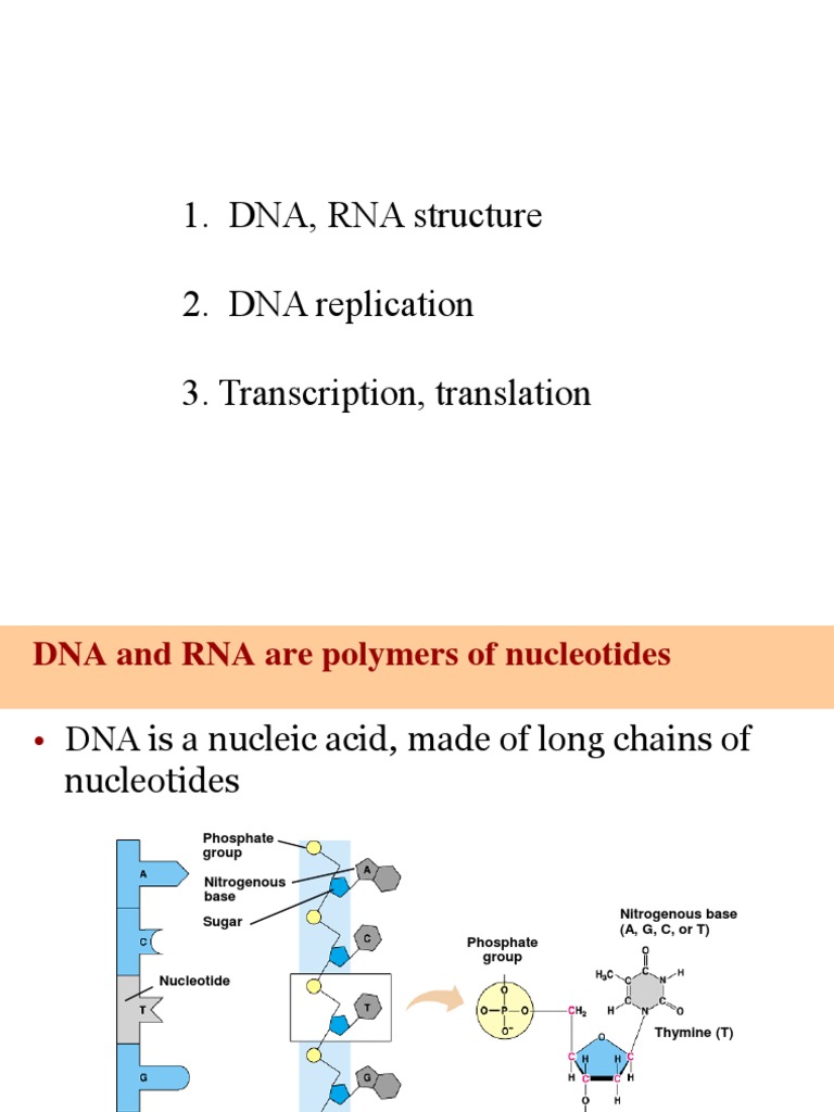 DNA, RNA Structure 2. DNA Replication 3. Transcription, Translation | PDF