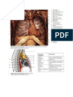 Anatomy Notes