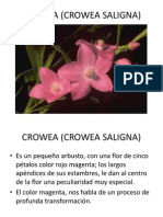 Crowea Saligna